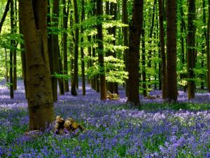 Coton Manor Bluebell Wood Northamptonshire