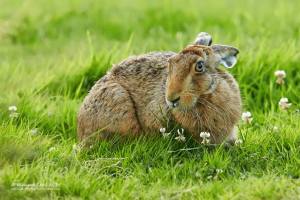 innocent hare