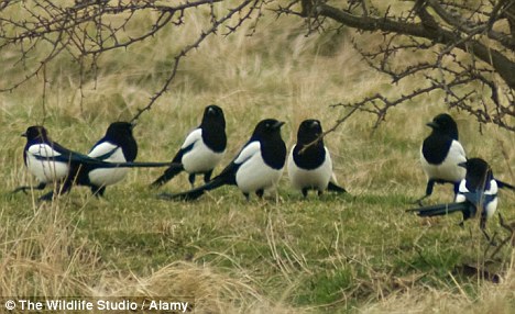 seven magpies
