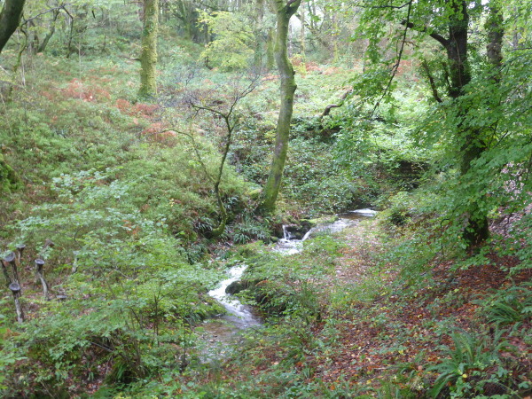 Dyffryn Maentwrog Med